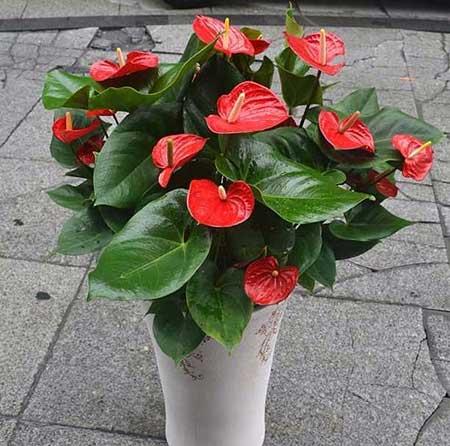 红掌花适合在室内养吗一