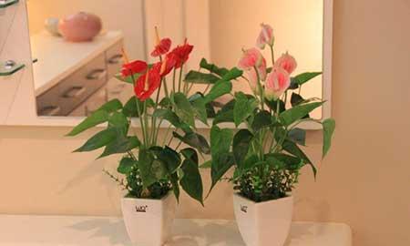 红掌花适合在室内养吗一