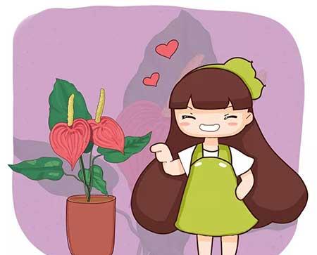 红掌花适合家里养吗