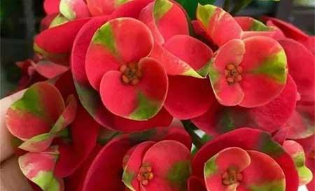 红掌花适合家里养吗