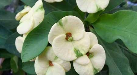 红掌花适合家里养吗