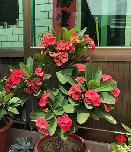 红掌花适合家里养吗