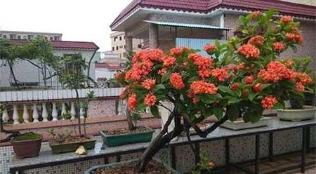 红掌花适合家里养吗