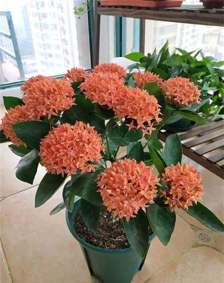 红掌花适合家里养吗