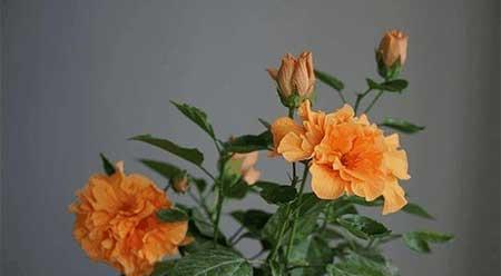 红掌花适合家里养吗