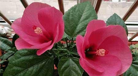 红掌花适合家里养吗