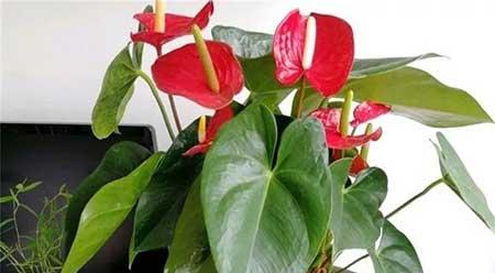 红掌花适合家里养吗