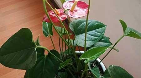 红掌花适合家里养吗