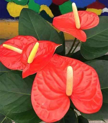 红掌花适合家里养吗