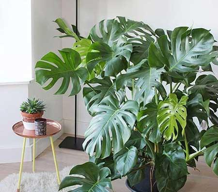 龟背竹绿植怎么养