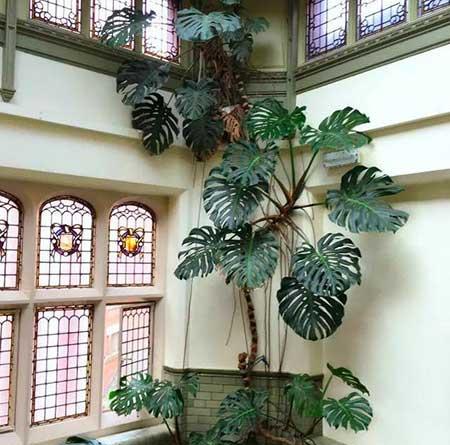 龟背竹绿植怎么养