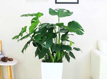 龟背竹绿植怎么养