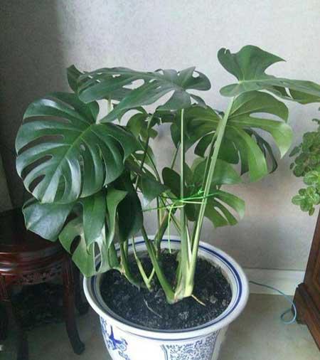 龟背竹绿植怎么养