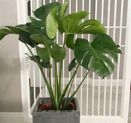 龟背竹绿植怎么养