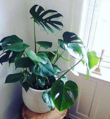 龟背竹绿植怎么养