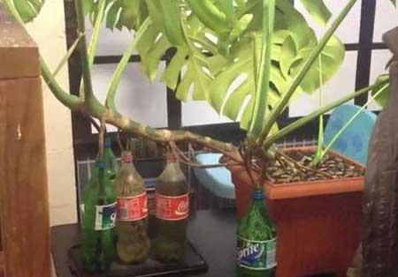 龟背竹绿植怎么养