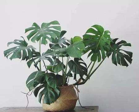 龟背竹绿植怎么养