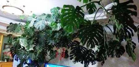 龟背竹绿植怎么养