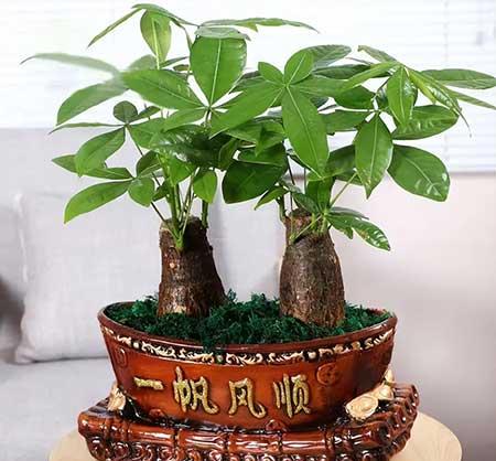 公司养什么绿植