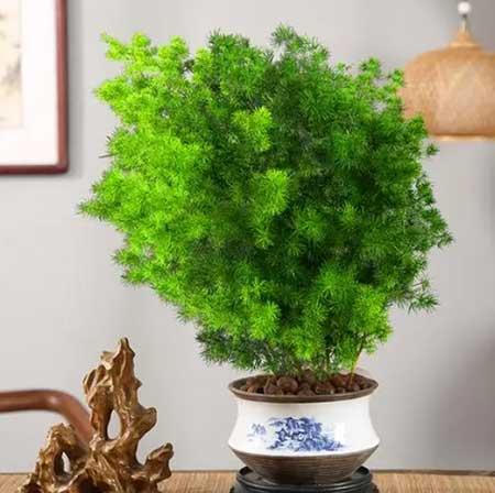 公司养什么绿植