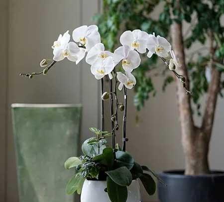 公司养什么绿植