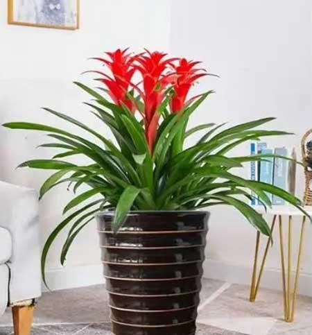 公司养什么绿植