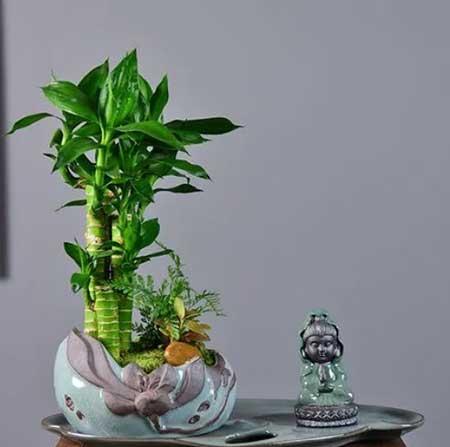 公司养什么绿植