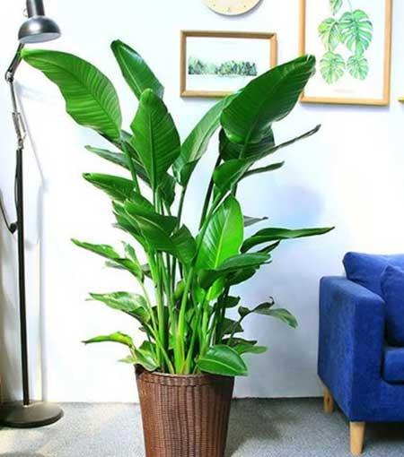 公司养什么绿植