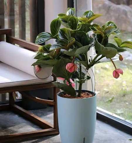 公司养什么绿植