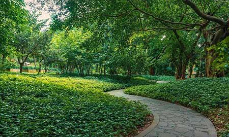 工程绿化养护期