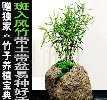 风竹盆栽怎么养