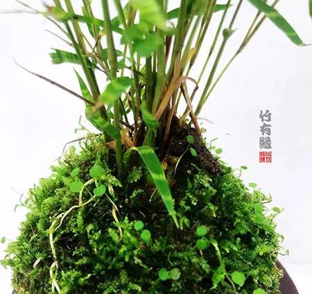 风竹盆栽怎么养