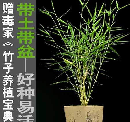 风竹盆栽怎么养