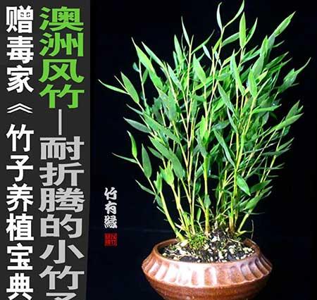风竹盆栽怎么养