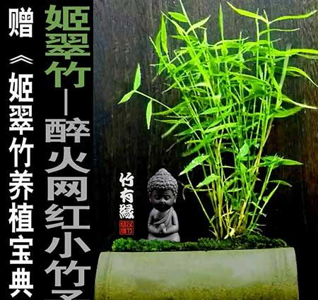 风竹盆栽怎么养