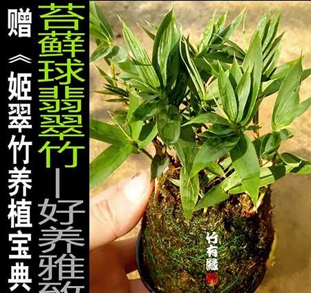 风竹盆栽怎么养