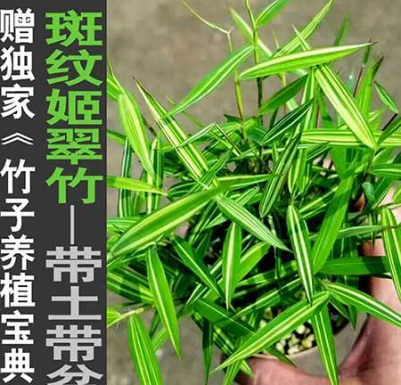 风竹盆栽怎么养