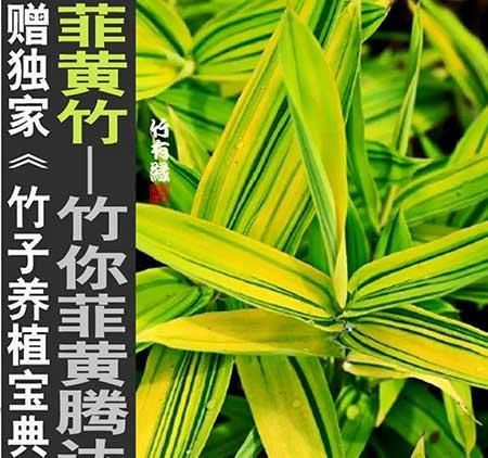 风竹盆栽怎么养