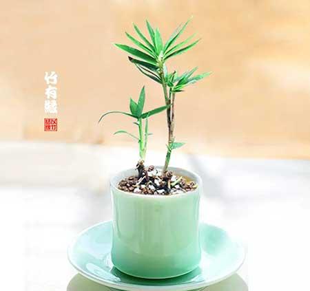 风竹盆栽怎么养