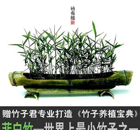 风竹盆栽怎么养