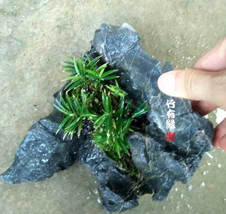 风竹盆栽怎么养