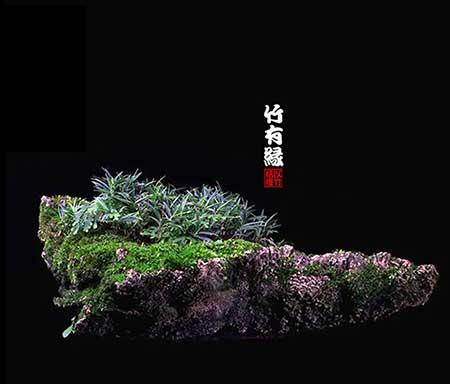 风竹盆栽怎么养