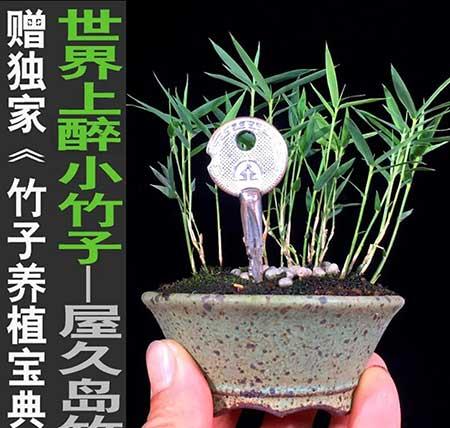 风竹盆栽怎么养