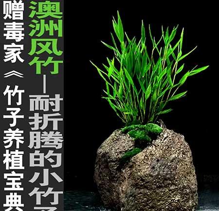 风竹盆栽怎么养