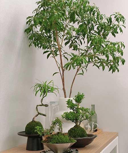 非常好养的绿植