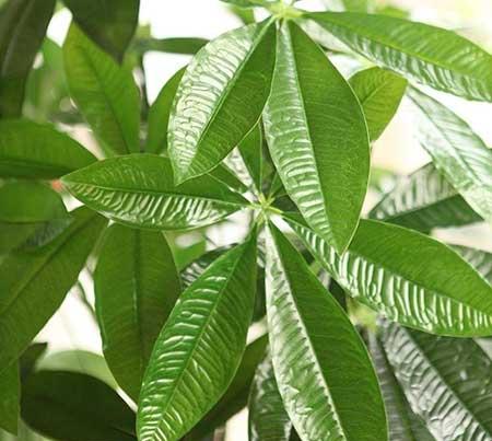 非常好养的绿植