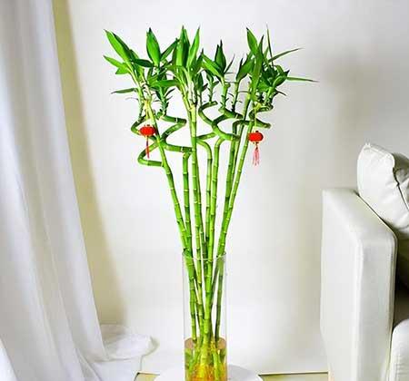 非常好养的绿植