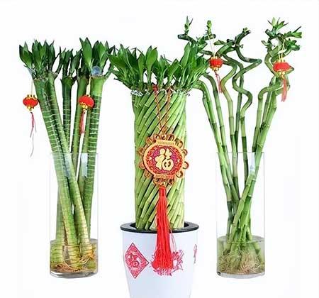 非常好养的绿植