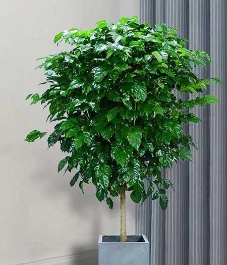 非常好养的绿植