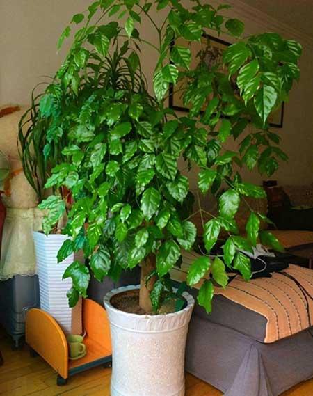 非常好养的绿植